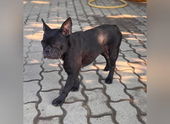 Ellen, liebe Französische Bulldoggen Hündin geb. 02/2023