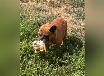 Valco, freundliche Französische Bulldogge geb. 06/2018