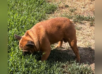 Valco, freundliche Französische Bulldogge geb. 06/2018