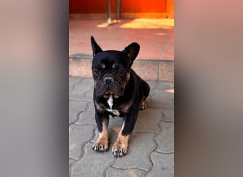 Eileen, liebe Französische Bulldoggen Hündin geb. 08/2022