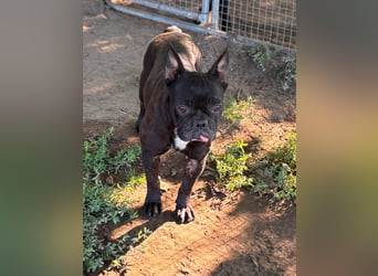 Ellen, liebe Französische Bulldoggen Hündin geb. 02/2023