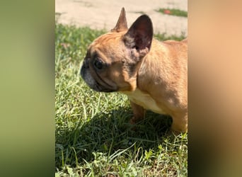 Nala liebe freundliche Hündin