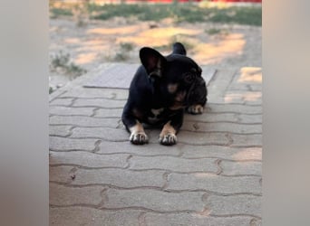 Eileen, liebe Französische Bulldoggen Hündin geb. 08/2022