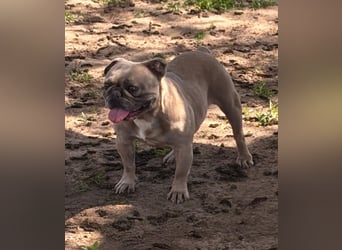 Lucky, fröhliche Französische Bulldogge geb. 01/2021
