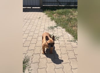Nala liebe freundliche Hündin
