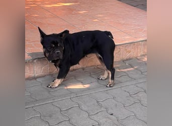 Eileen, liebe Französische Bulldoggen Hündin geb. 08/2022