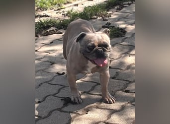 Lucky, fröhliche Französische Bulldogge geb. 01/2021