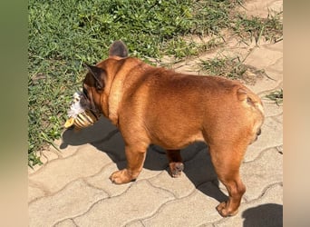 Valco, freundliche Französische Bulldogge geb. 06/2018