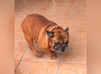 Valco, freundliche Französische Bulldogge geb. 06/2018
