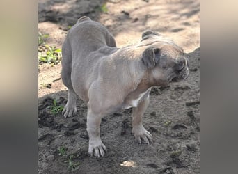 Lucky, fröhliche Französische Bulldogge geb. 01/2021