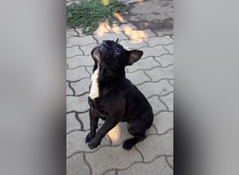 Ellen, liebe Französische Bulldoggen Hündin geb. 02/2023