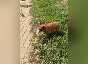 Valco, freundliche Französische Bulldogge geb. 06/2018