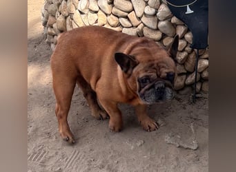 Valco, freundliche Französische Bulldogge geb. 06/2018
