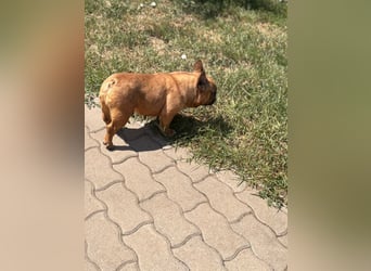 Nala liebe freundliche Hündin