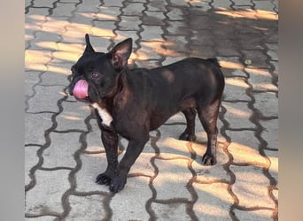 Ellen, liebe Französische Bulldoggen Hündin geb. 02/2023