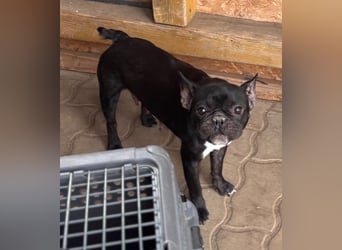 Luna junge freundliche franz. Bulldoggen Hündin