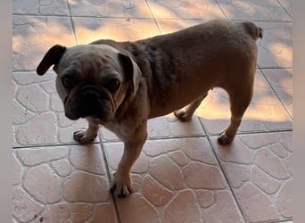 Kitty junge freundliche franz. Bulldoggen Hündin geb. 01.07.2023