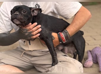 Luna junge freundliche franz. Bulldoggen Hündin