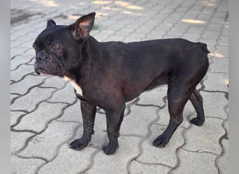 Ellen, süße, kleine Französische Bulldogge geb. 02/2017