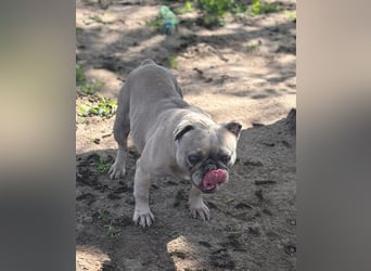 Lucky, fröhliche Französische Bulldogge geb. 01/2021