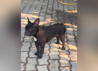 Ellen, liebe Französische Bulldoggen Hündin geb. 02/2023