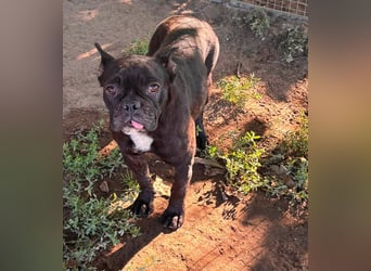 Ellen, liebe Französische Bulldoggen Hündin geb. 02/2023