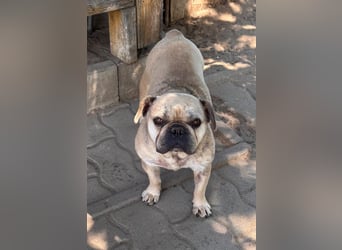 Kitty junge freundliche franz. Bulldoggen Hündin geb. 01.07.2023