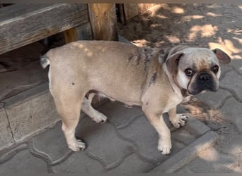 Kitty junge freundliche franz. Bulldoggen Hündin geb. 01.07.2023