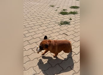 Valco, freundliche Französische Bulldogge geb. 06/2018