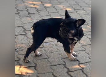 Eileen, liebe Französische Bulldoggen Hündin geb. 08/2022