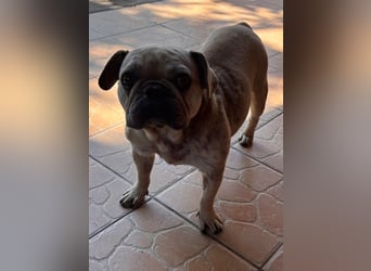 Kitty junge freundliche franz. Bulldoggen Hündin geb. 01.07.2023