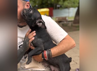 Luna junge freundliche franz. Bulldoggen Hündin