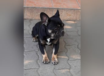 Eileen, liebe Französische Bulldoggen Hündin geb. 08/2022