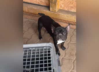 Luna junge freundliche franz. Bulldoggen Hündin
