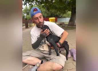 Luna junge freundliche franz. Bulldoggen Hündin