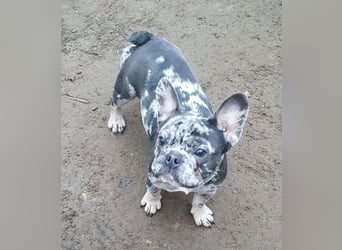 HEKTOR - unser Bulli Bub im Flegelalter