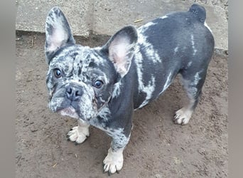 HEKTOR - unser Bulli Bub im Flegelalter