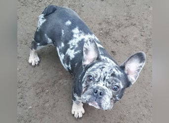 HEKTOR - unser Bulli Bub im Flegelalter