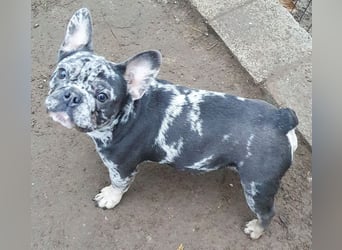 HEKTOR - unser Bulli Bub im Flegelalter