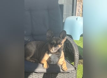 Französische Bulldogge Hündin