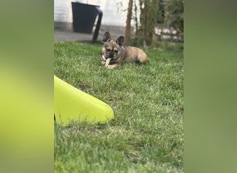 Französische Bulldogge Hündin
