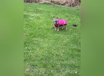 Französische Bulldogge Hündin
