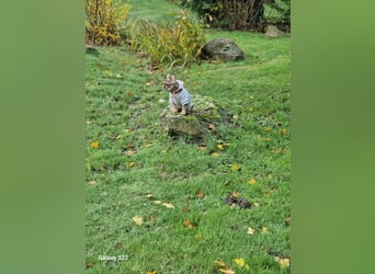 Französische Bulldogge Hündin