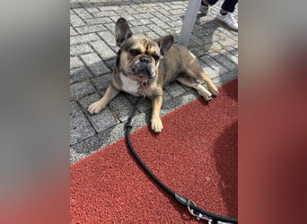 Französische Bulldogge Hündin