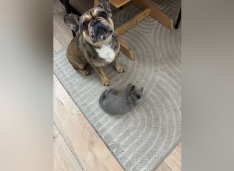 Französische Bulldogge Hündin