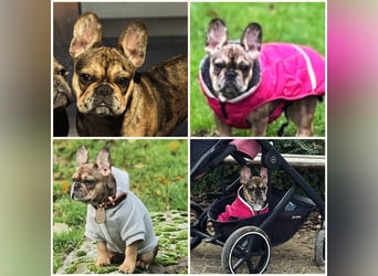 Französische Bulldogge Hündin