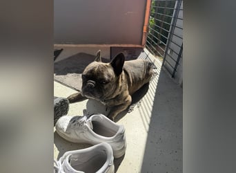 Französische Bulldoggen