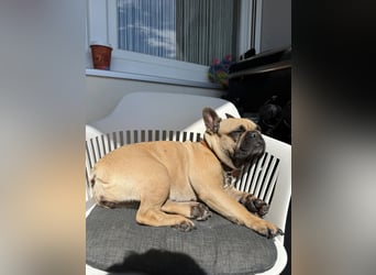 Französische Bulldoggen