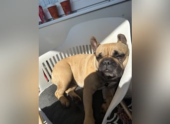 Französische Bulldoggen