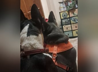 Gonzo & Apollo VA - die Unzertrennlichen